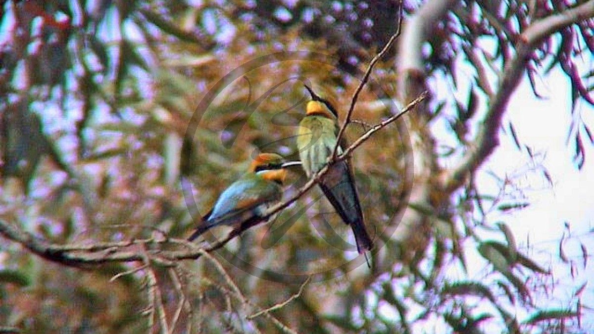 271_Murray River - Robinvale, Regenbogenspint [Merops ornatus] (2003-394).jpg