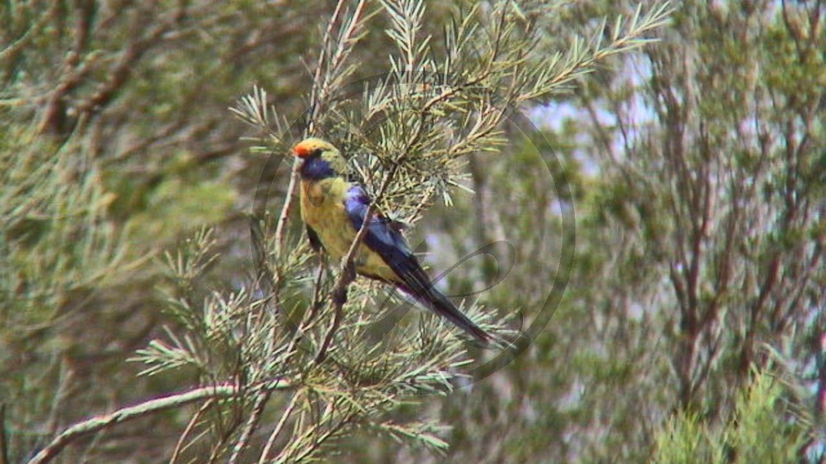 273_Murray River - Hattah-Kulkyne National Park, Pennantsittich [Platycercus elegans] (2003-400).jpg