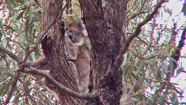 279_Murray River - Renmark, Koala (2003-408).jpg