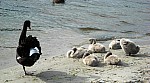 0862_(2007VIC)_R5-0156.jpg