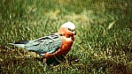 1990_246_D06-09-05.jpg