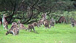 239_Grampians, Kngeruh-Herde (VIC-2003-343).jpg