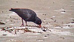 245_Wilsons Promontory National Park, Ruausternfischer [Haematopus fuliginosus] (VIC-2003-354).jpg