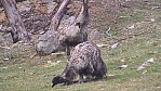 249_Snowy Mountains - Emus junge [Dromaius novaehollandiae] (NSW-2003-360).jpg