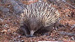 254_Snowy Mountains - Lake Eucumbene, Echidna (NSW-2003-369).jpg