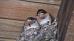 268_Murray River - Kerang, Ibis Rockery, Weikehlschwalbe [Hirundo neoxena] im Nest (2003-385).jpg