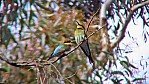 271_Murray River - Robinvale, Regenbogenspint [Merops ornatus] (2003-394).jpg