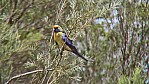 273_Murray River - Hattah-Kulkyne National Park, Pennantsittich [Platycercus elegans] (2003-400).jpg