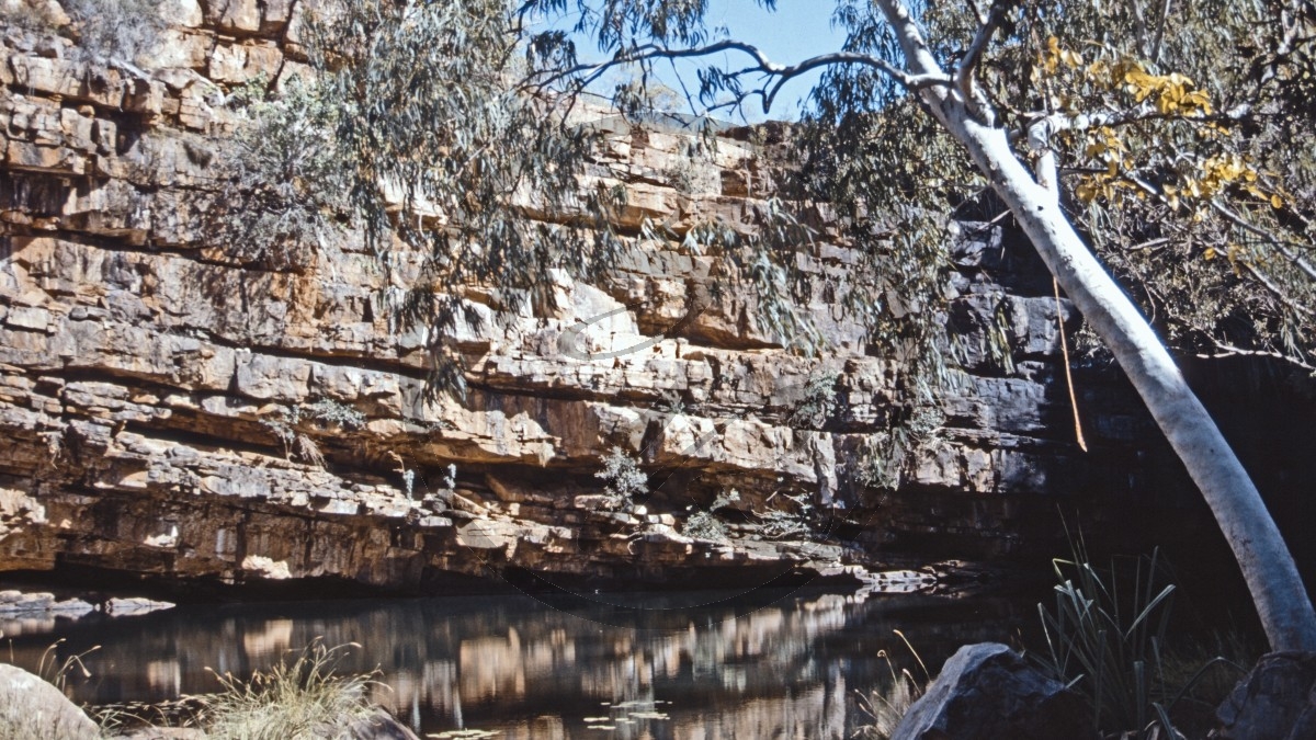 Adcock Gorge - Ghost Gum_C04-18-28.jpg