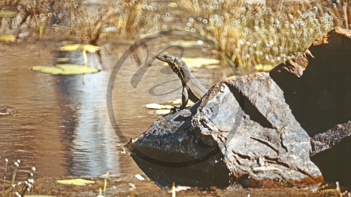 Adcock Gorge - Waran_C04-18-30.jpg