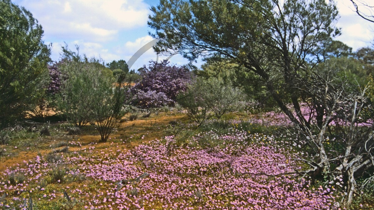 Blütenteppich - Wildblumen - wild flower route_C04-44-33.jpg