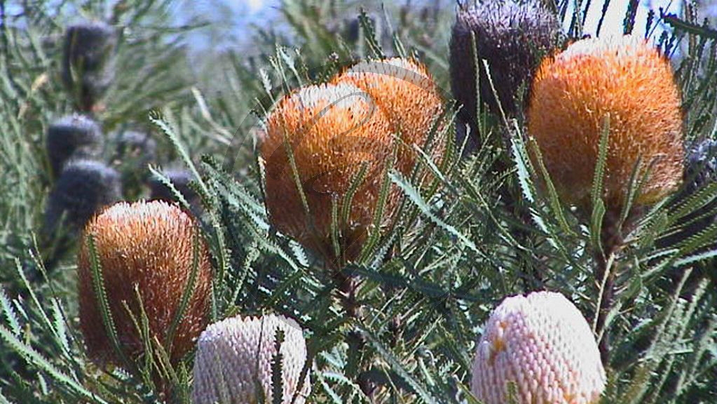 Brand Highway - Banksia - [Banksia hookerana] (2003-226).jpg