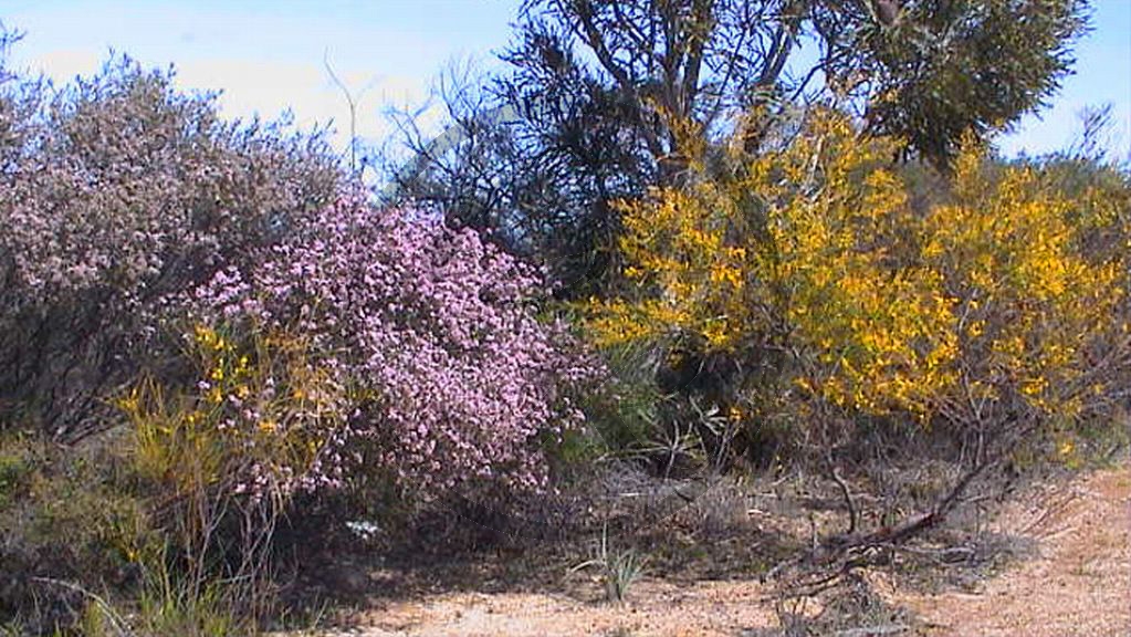 Brand Highway - Wildblumen (2003-222).jpg