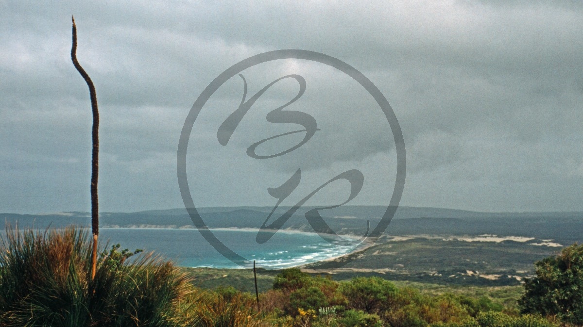 Bremer Bay - Bucht - Strand - Grasbaum - grass tree - [Xanthorrhoea]_C04-47-48.jpg