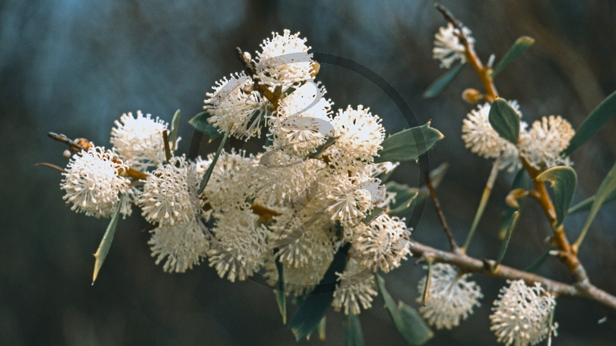 Bremer Bay - Grevillea - [Grevillea vestita]_C04-48-01.jpg