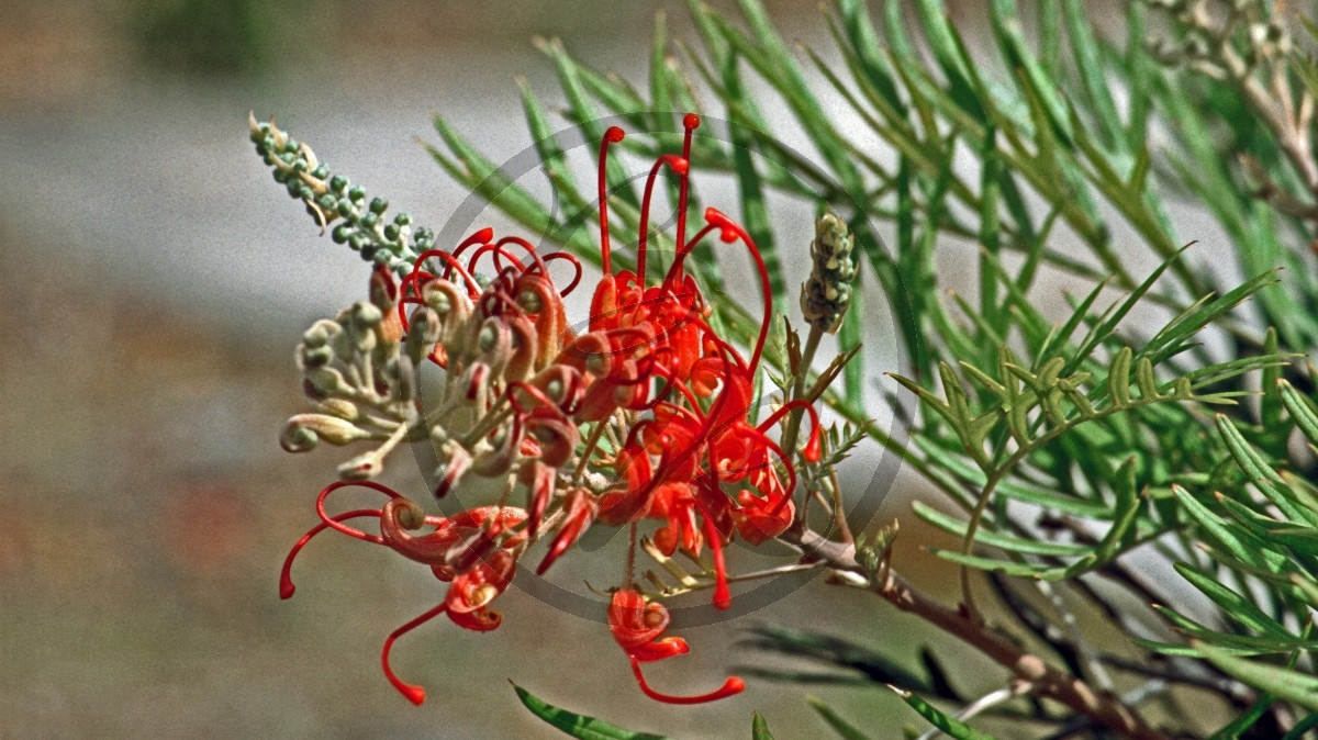 Bremer Bay - Grevillea - [unbestimmt]_C04-48-05.jpg