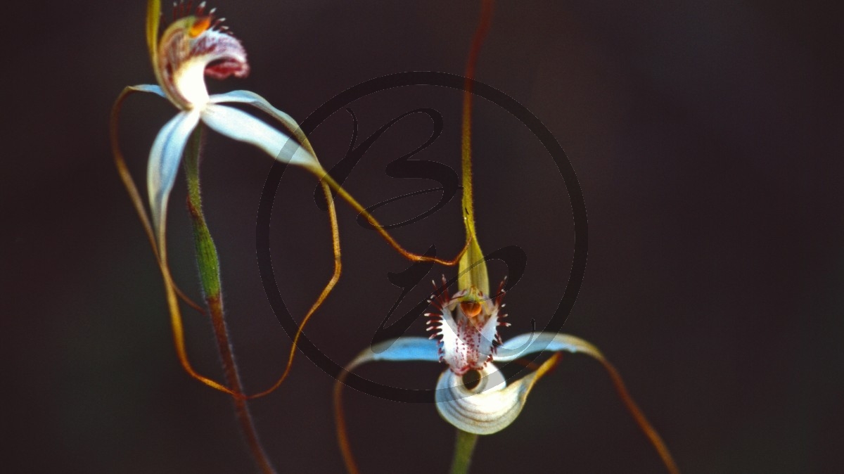 Bremer Bay - Orchidee - [Caladenia eminens] _C04-47-39.jpg