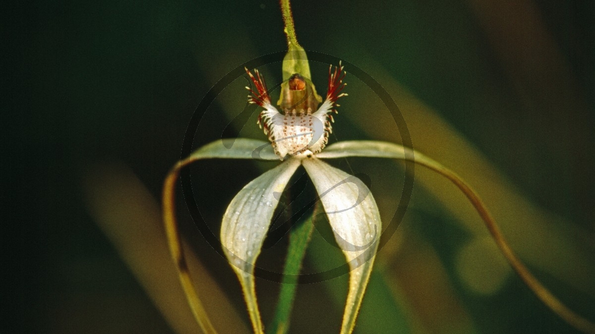 Bremer Bay - Orchidee - [Caladenia huegelii] _C04-47-45.jpg