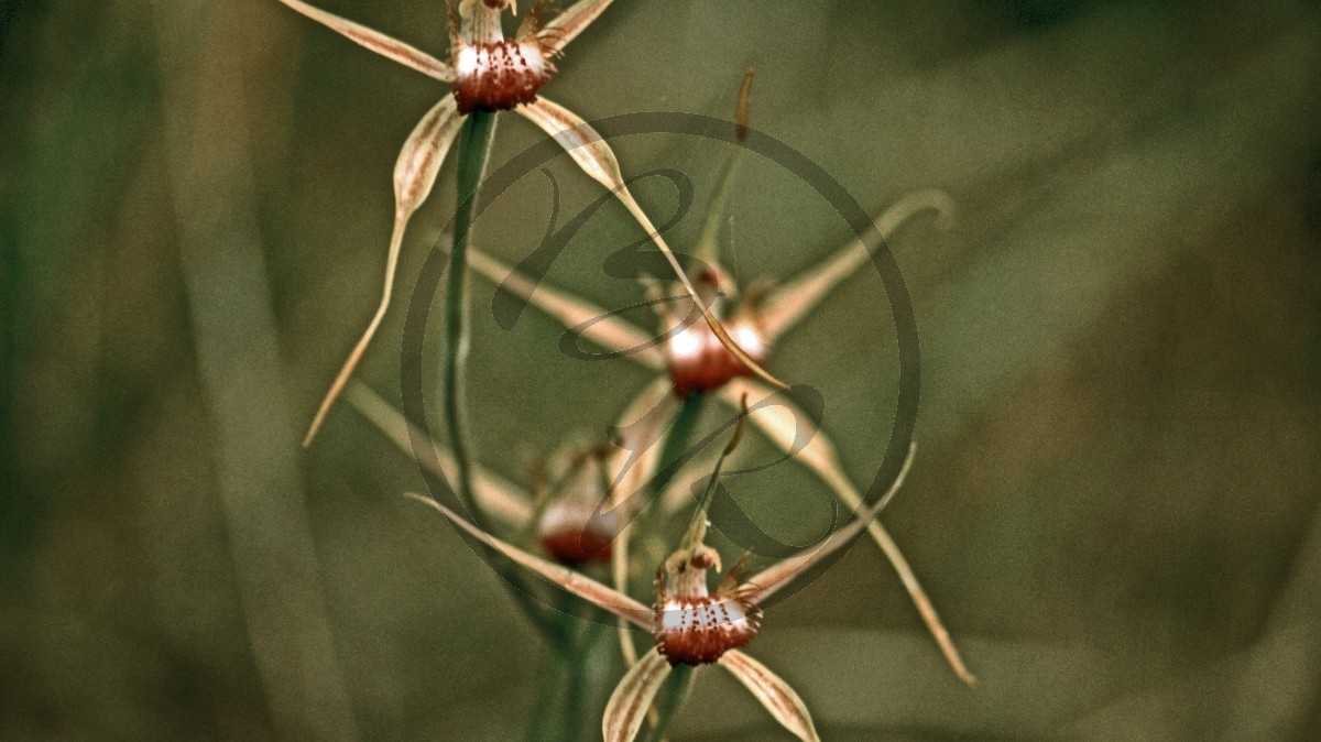 Bremer Bay - Orchidee - [Caladenia huegelii] _C04-47-47.jpg