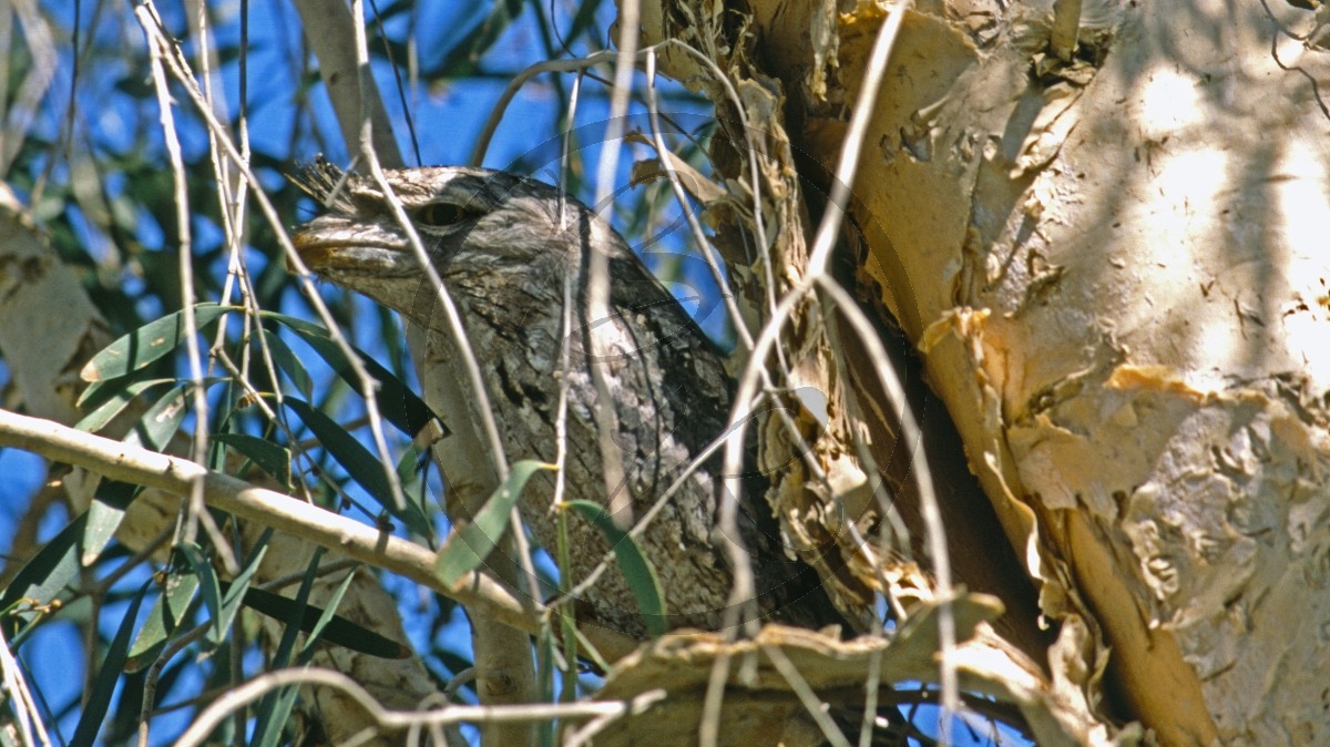 Broome - Eulenschwalm - Tawny-frogmouth - [Podargus strigoides]_C04-39-09.jpg