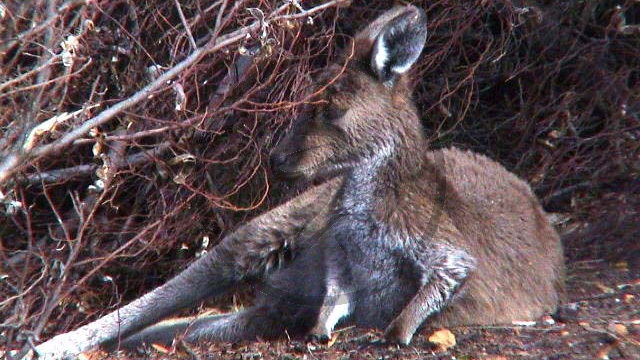 Cape Le Grand National Park - Kängeru (2003-270).jpg