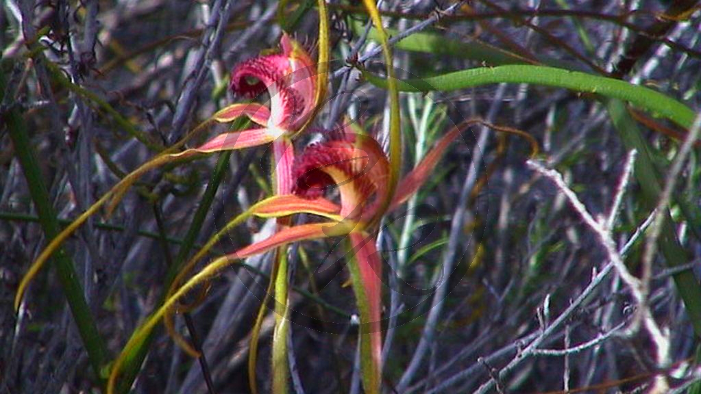 Cape Le Grand National Park - Orchidee (2003-275).jpg