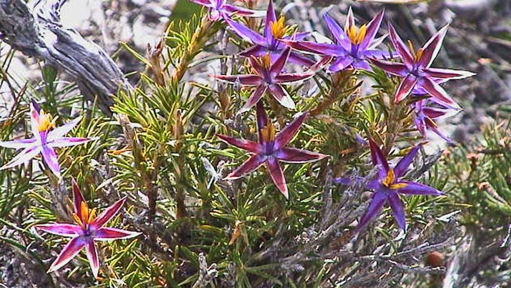 Cape Le Grand National Park - Star of Bethlehem - blue tinsel lily [Calectasia cyanea] (2003-273).jpg