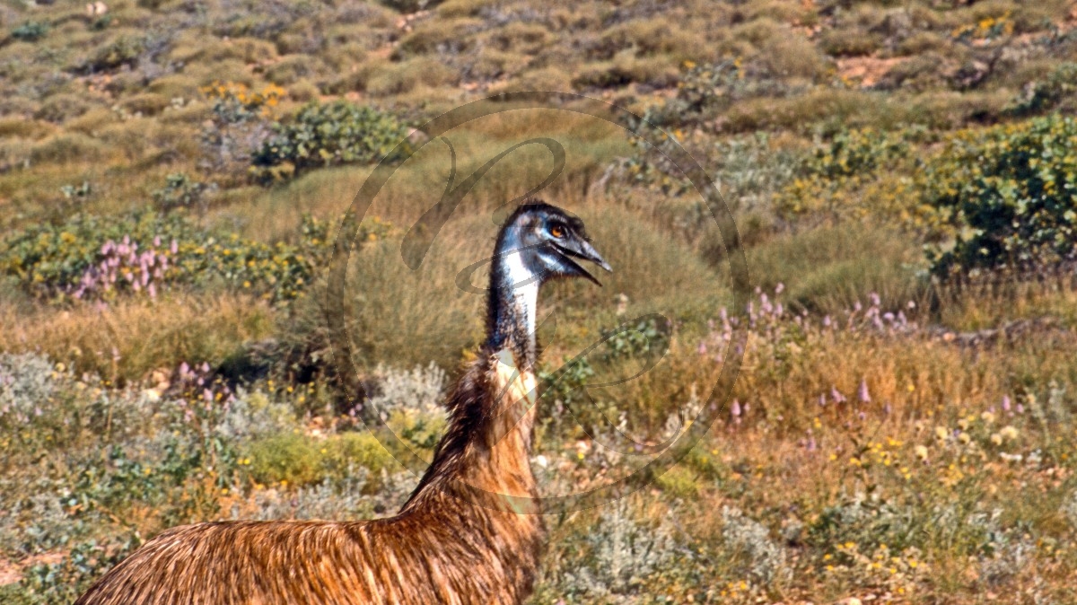 Cape Range Nationalpark - Große Emu - [Dromaius novaehollandiae]_C04-42-23.jpg