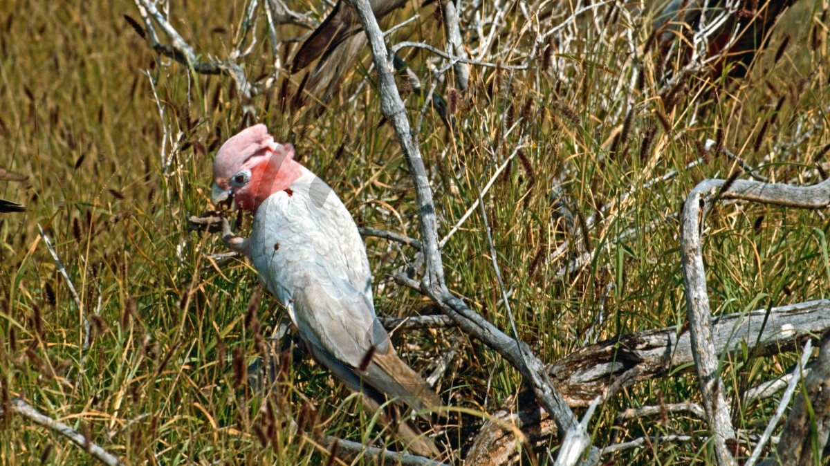 Cape Range Nationalpark - Rosakakadu - Gallah - [Eolophus (Cacatua) roseicapilla]_C04-42-28.jpg