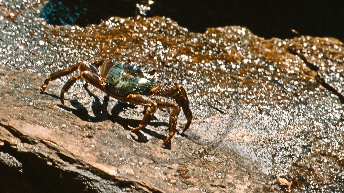 Cape Range Nationalpark - grüne Krabbe_C04-42-36.jpg