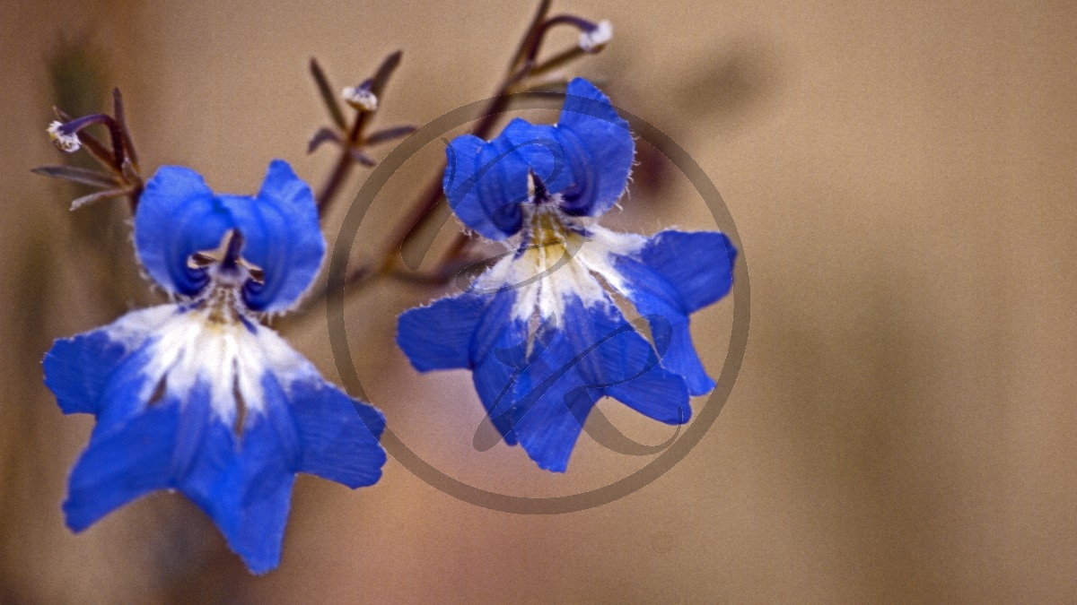 Christmas Tree Well - blau-weiße Schmetterlingsblüte - [unbestimmt]_D05-18-11.jpg