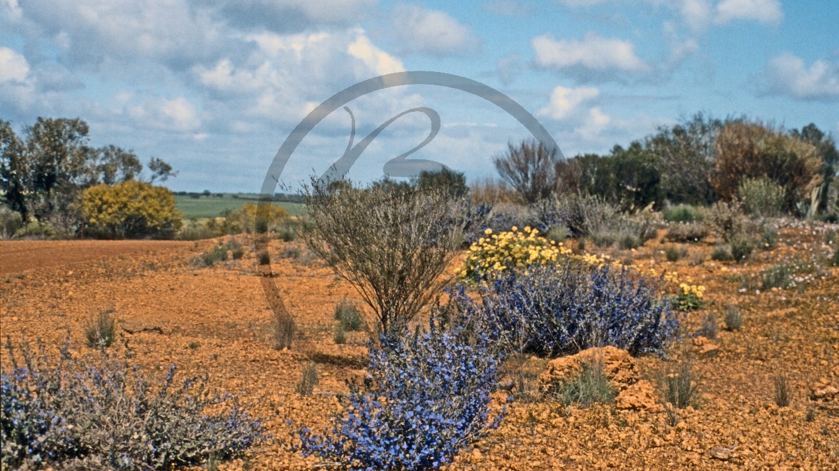 Dünen - Blüten - Wildblumen - wild flower route_C04-45-04.jpg