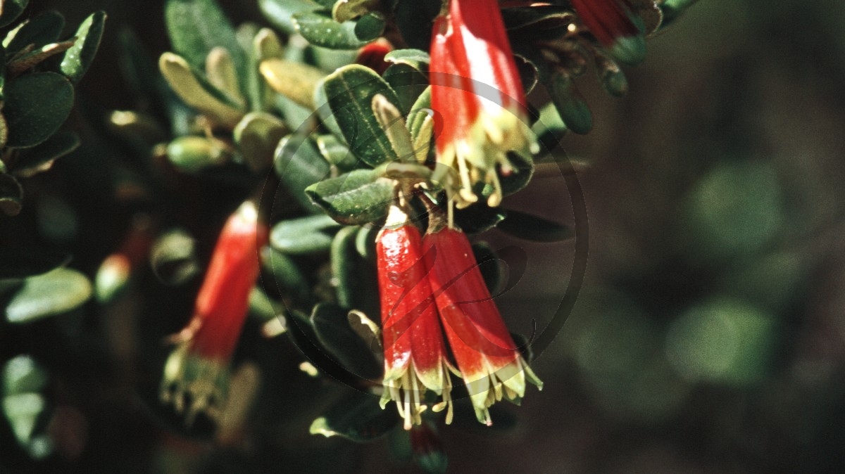 Esperance - Rautengewächs - [Nematolepis phebalioides]_C04-46-06.jpg