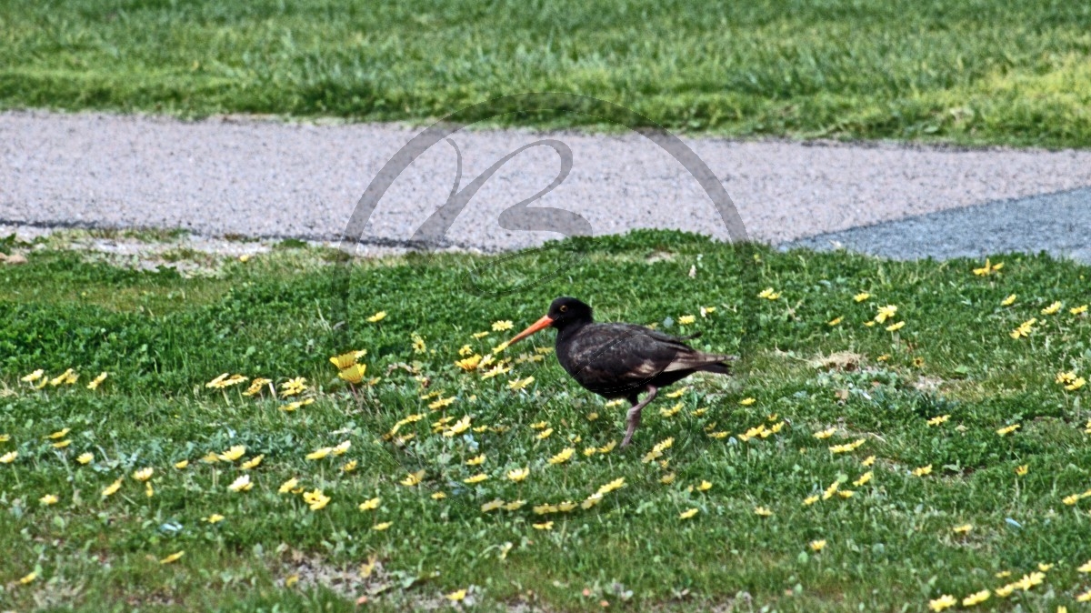 Esperance - Rußausternfischer - Sooty Oystercatcher - [Haematopus fuliginosus]_C04-45-47.jpg