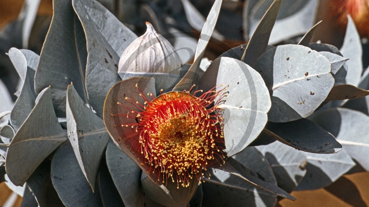 Eukalyptus - Blue bush - [Eucalyptus macrocarpa]_D05-18-05.jpg