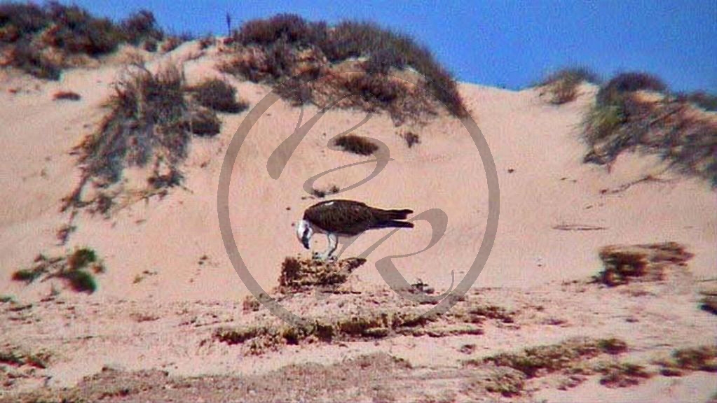 Exmouth - Cape Range Nationalpark - Seeadler - [Pandion haliaetus] (2003-196).jpg