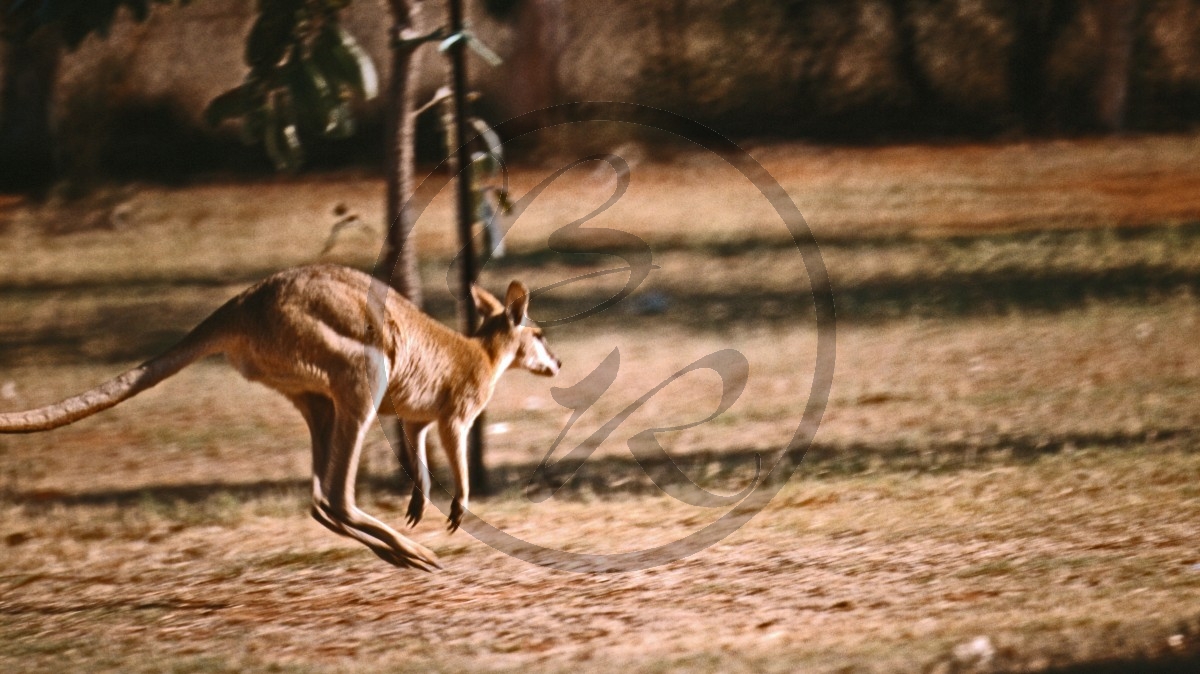 Fitzroy Crossing - springendes Känguru_D06-13-32.jpg