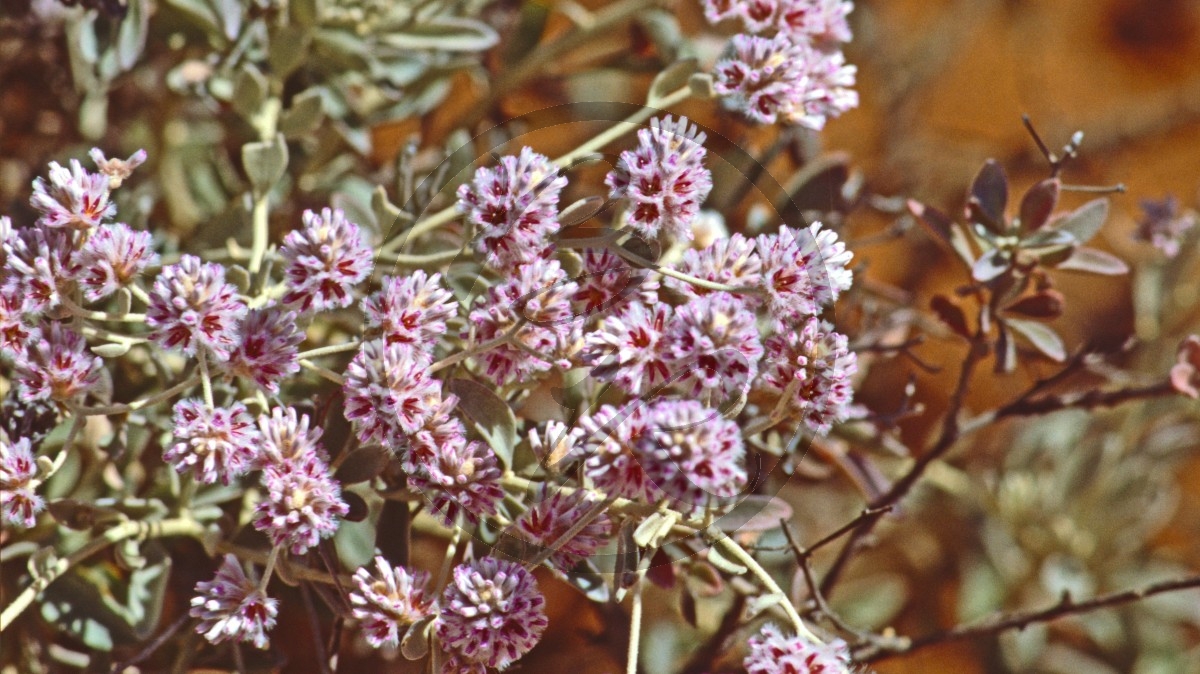 Fuchsschwanzgewächse - Mulla Mulla - Silvertail - [Ptilotus obovatus]_C04-42-03.jpg