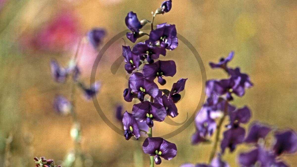 Gascoyne Junction - Outback - Korallenerbse - Purple Coral Pea- [Hardenbergia violacea]_C04-43-20.jpg