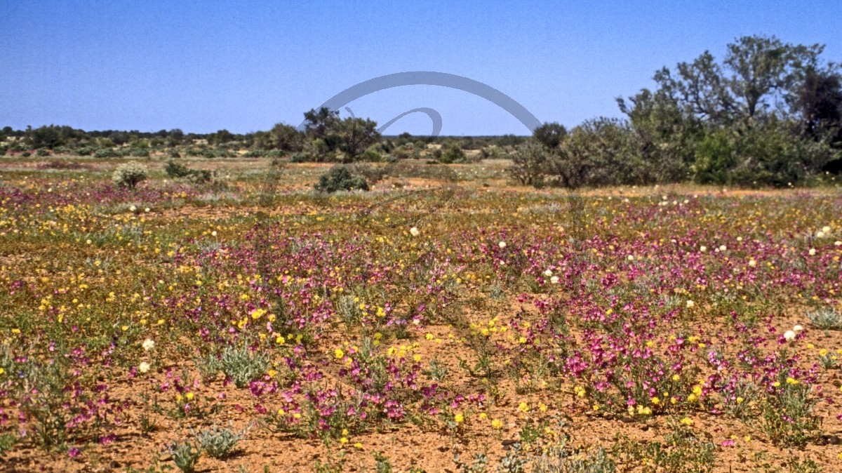Gascoyne Junction - Outback - Smooth Darling Pea - [Swainsona galegifolia]_C04-43-18.jpg