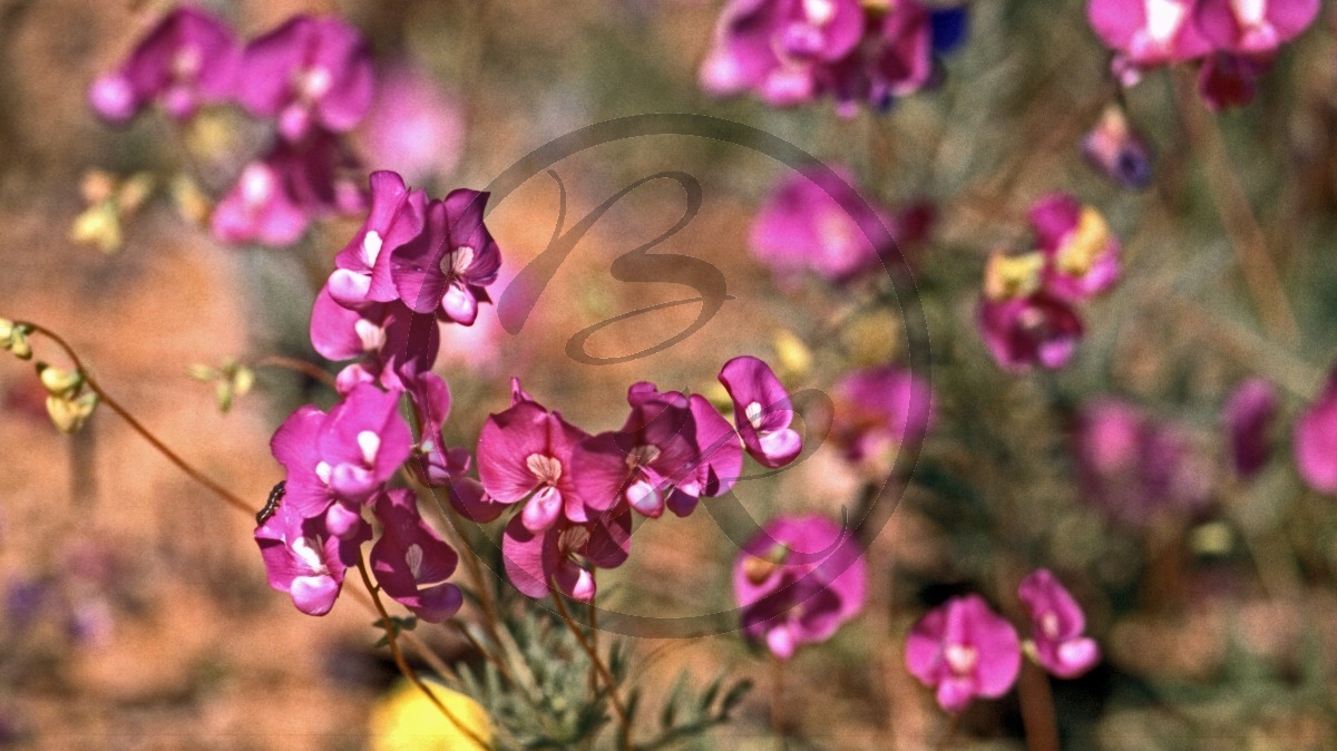 Gascoyne Junction - Outback - Smooth Darling Pea - [Swainsona galegifolia]_C04-43-19.jpg