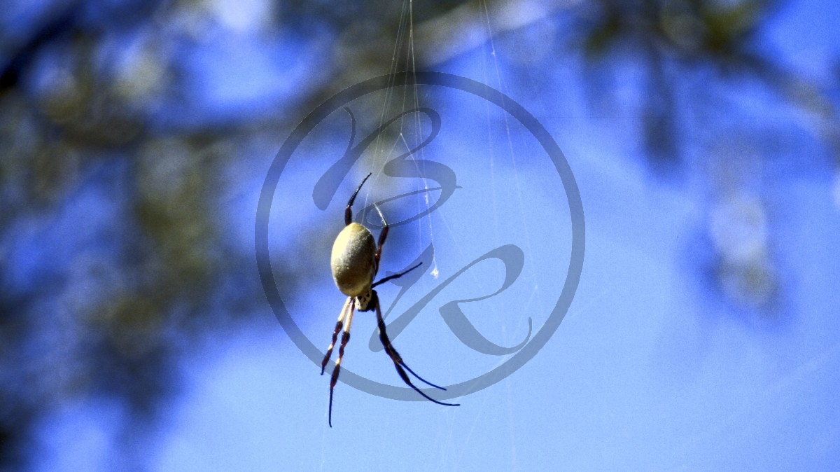 Gascoyne Junction - Outback - Spinne_C04-43-14.jpg