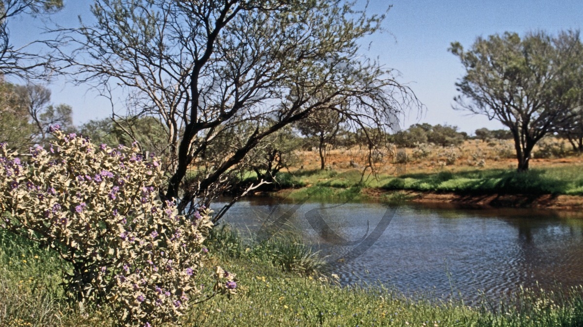 Gascoyne River - blühendes Outback - Fluss_C04-44-04.jpg