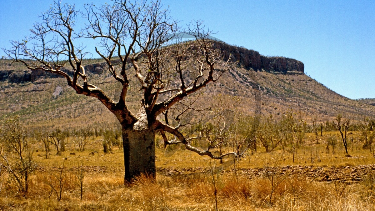 Gibb River Road - Boab - Tafelberg_C04-17-46.jpg