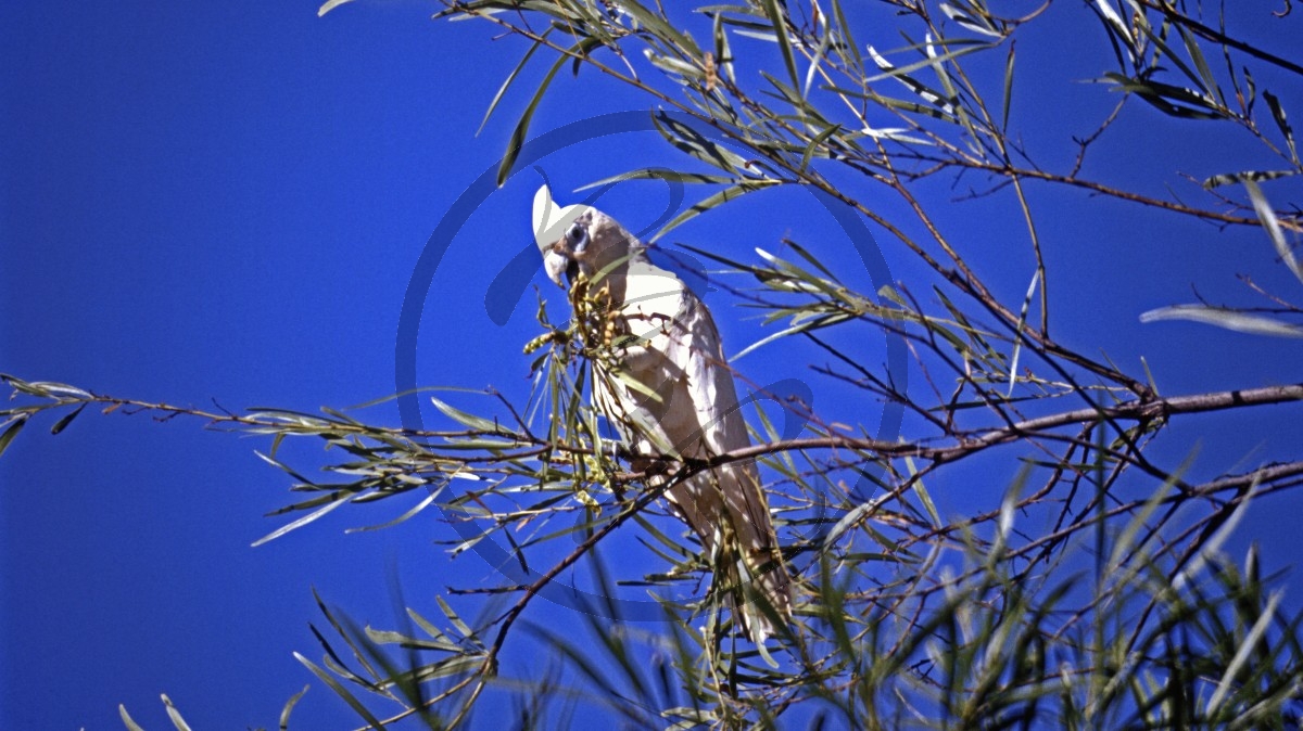 Gibb River Road - Nackaugen-Kakadu - [Cacatua sanguinea]_D06-13-18.jpg