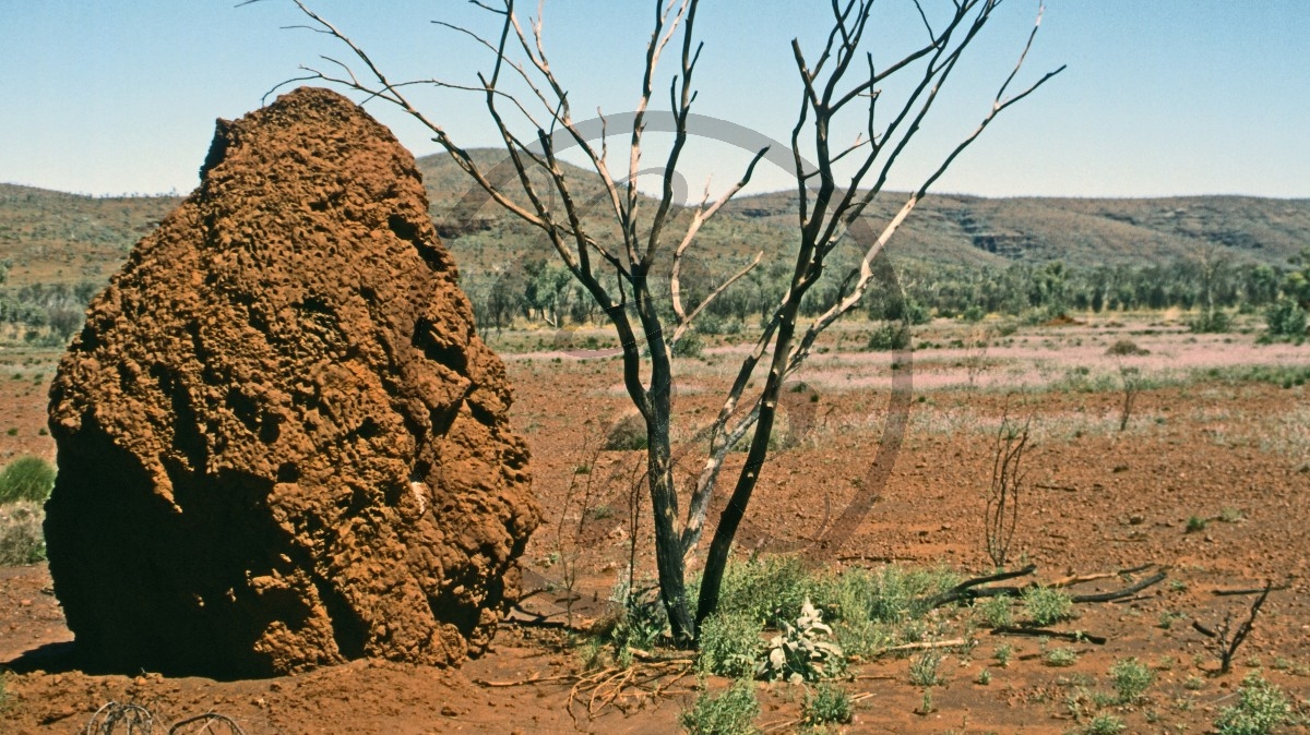 Hamersley Range - Karijini Nationalpark - Blütenteppich - Termitenhügel_C04-41-21.jpg
