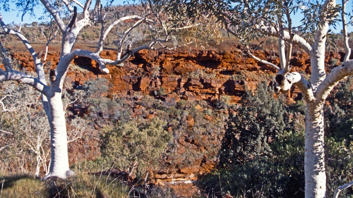 Hamersley Range - Karijini Nationalpark - Dale River - Ghost Gum_C04-41-03.jpg