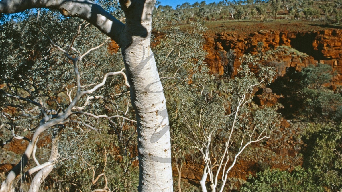 Hamersley Range - Karijini Nationalpark - Dale River - Ghost Gum_C04-41-04.jpg