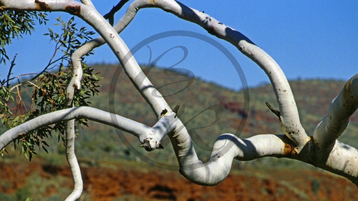 Hamersley Range - Karijini Nationalpark - Dale River - Ghost Gum_C04-41-12.jpg