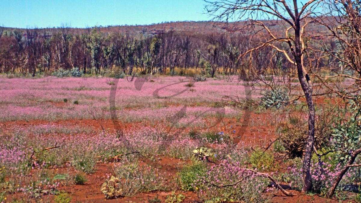 Hamersley Range - Karijini Nationalpark - Outback - Blütenteppich_C04-41-20.jpg
